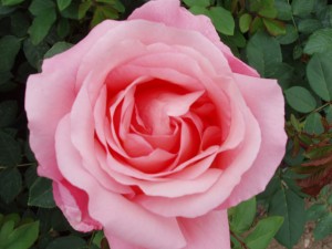 LOVELY LADY (hybrid tea)